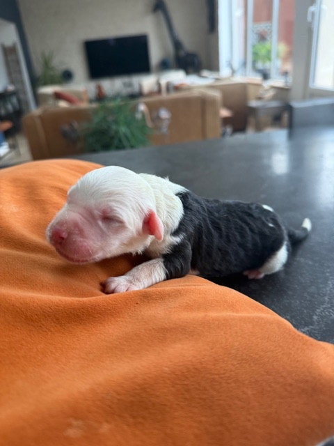 of Mary People - Chiots disponibles - Bobtail