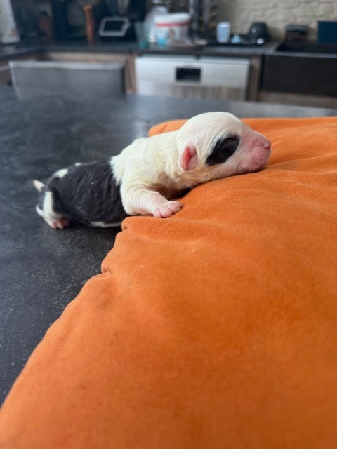 of Mary People - Chiots disponibles - Bobtail