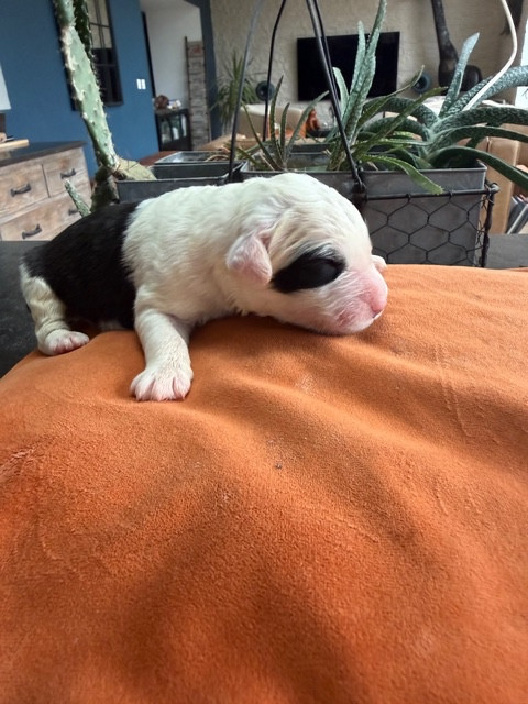 of Mary People - Chiots disponibles - Bobtail