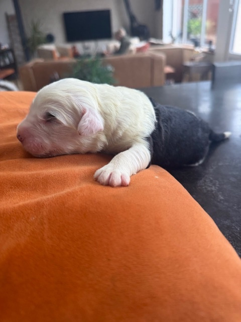 of Mary People - Chiots disponibles - Bobtail