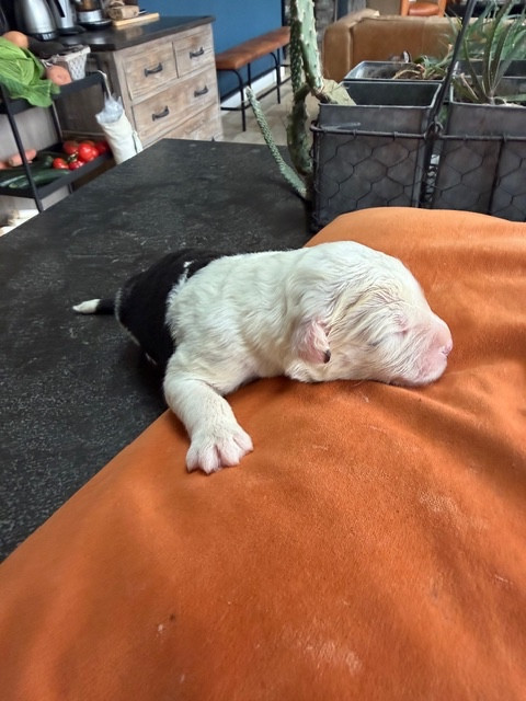 of Mary People - Chiots disponibles - Bobtail