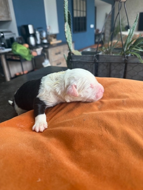 of Mary People - Chiots disponibles - Bobtail