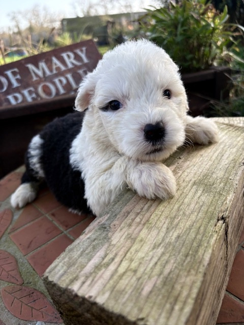 of Mary People - Chiots disponibles - Bobtail
