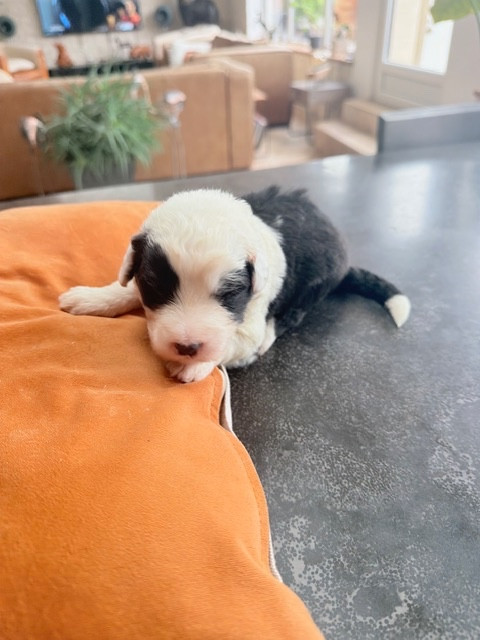 of Mary People - Chiots disponibles - Bobtail