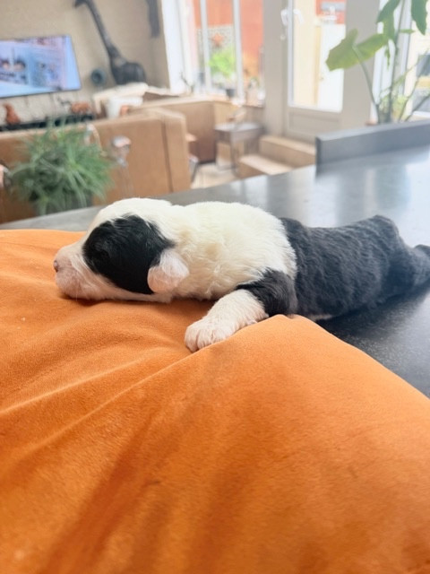 of Mary People - Chiots disponibles - Bobtail