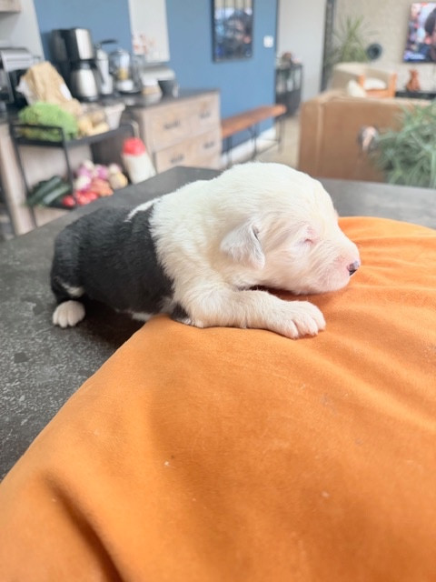 of Mary People - Chiots disponibles - Bobtail