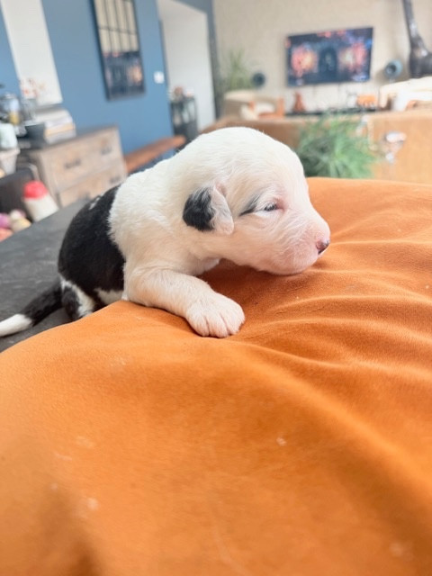 of Mary People - Chiots disponibles - Bobtail