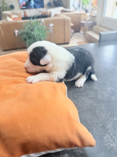 of Mary People - Chiots disponibles - Bobtail