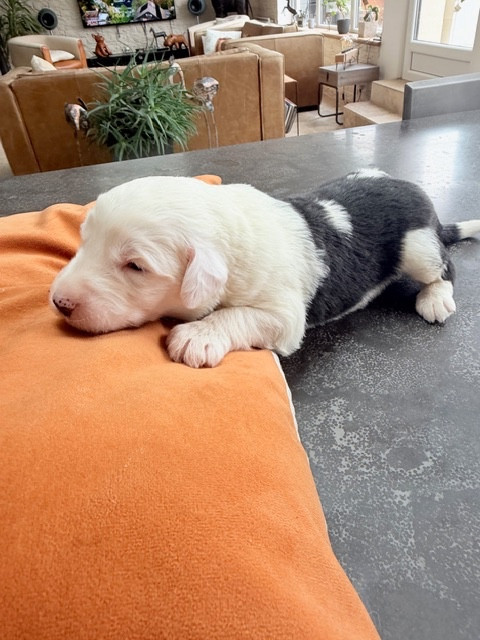 of Mary People - Chiots disponibles - Bobtail