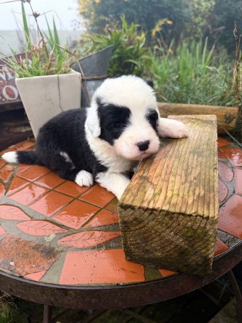 of Mary People - Chiots disponibles - Bobtail