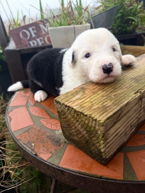 of Mary People - Chiots disponibles - Bobtail