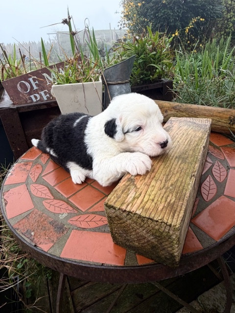 of Mary People - Chiots disponibles - Bobtail