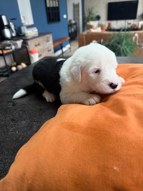 of Mary People - Chiots disponibles - Bobtail