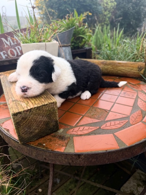 of Mary People - Chiots disponibles - Bobtail