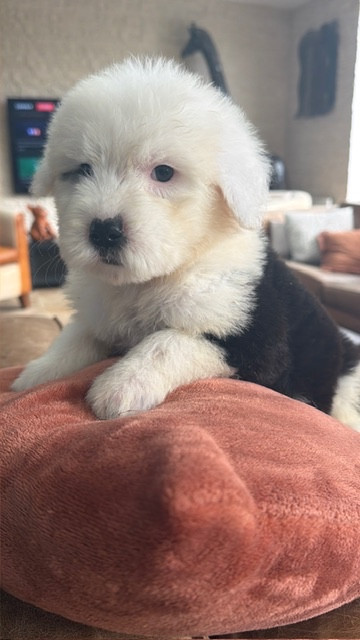 of Mary People - Chiots disponibles - Bobtail