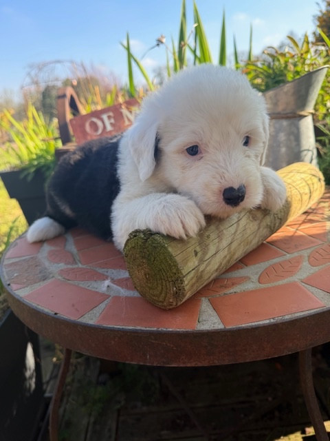 of Mary People - Chiots disponibles - Bobtail