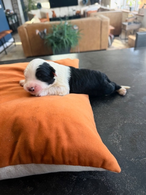 of Mary People - Chiots disponibles - Bobtail