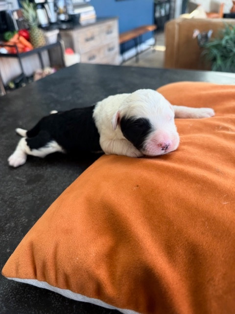 of Mary People - Chiots disponibles - Bobtail