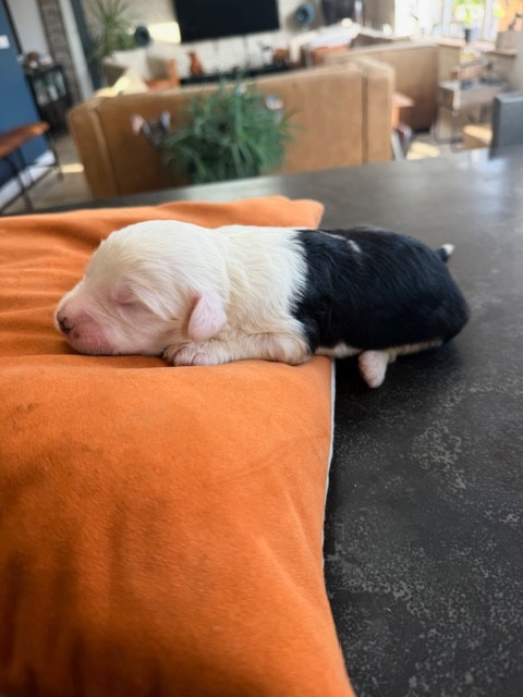 of Mary People - Chiots disponibles - Bobtail