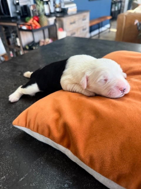 of Mary People - Chiots disponibles - Bobtail