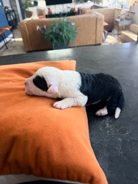 of Mary People - Chiots disponibles - Bobtail