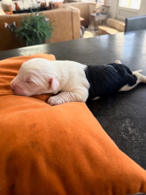 of Mary People - Chiots disponibles - Bobtail