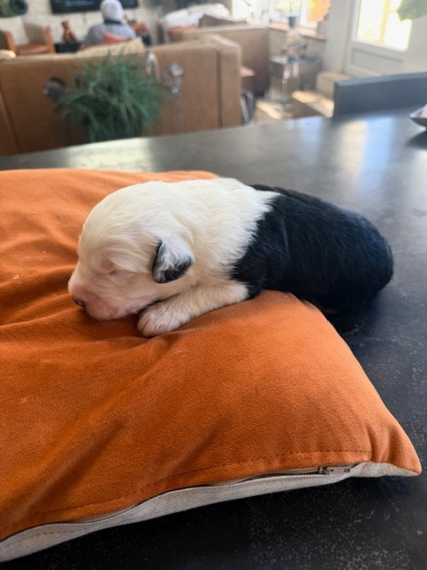 of Mary People - Chiots disponibles - Bobtail