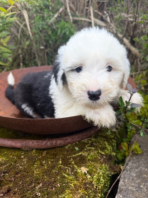 of Mary People - Chiots disponibles - Bobtail