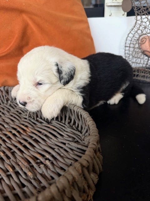 of Mary People - Chiots disponibles - Bobtail