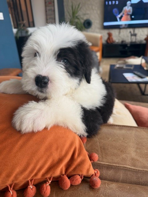 of Mary People - Bobtail - Portée née le 15/02/2026