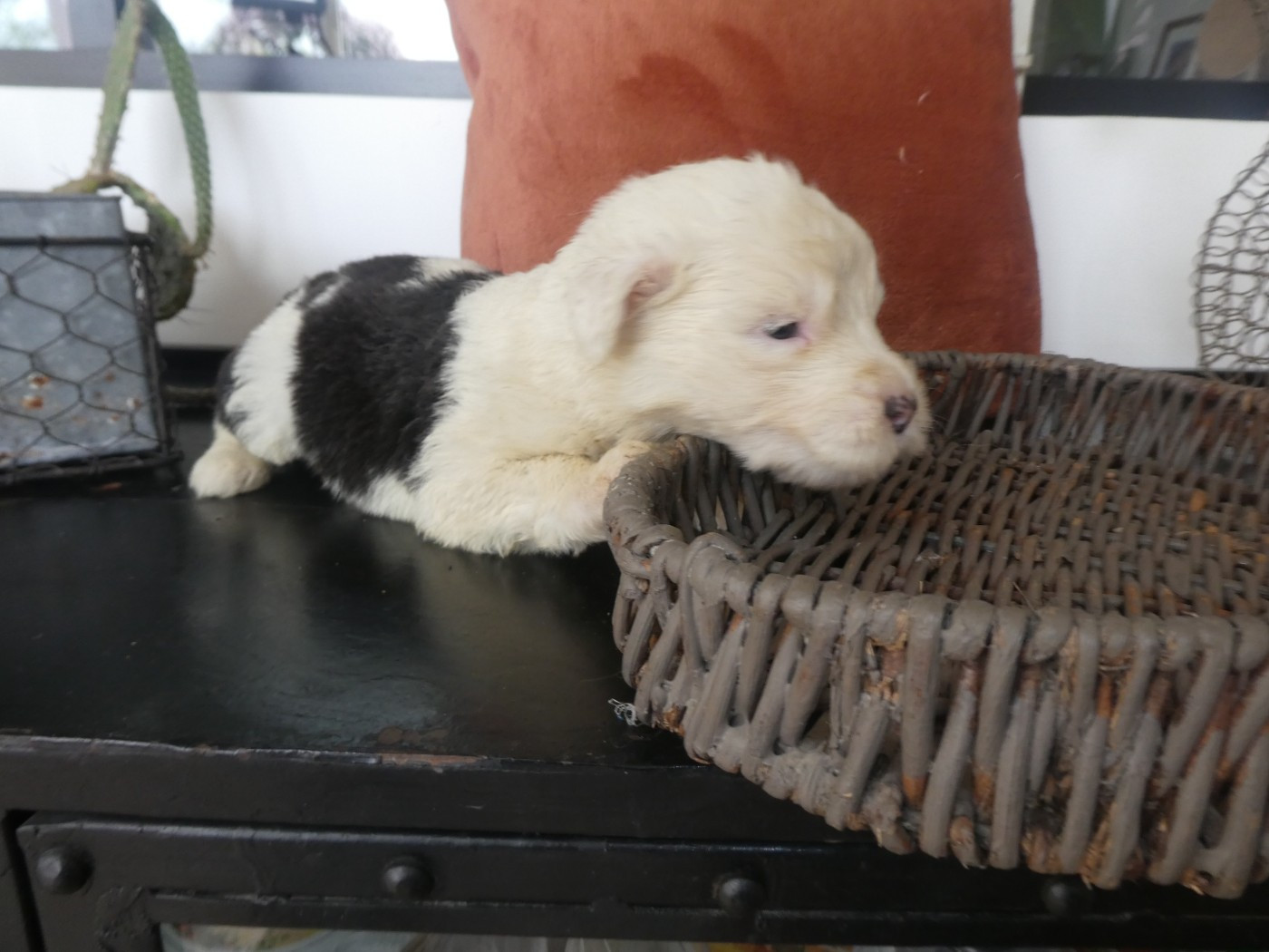 of Mary People - Chiots disponibles - Bobtail