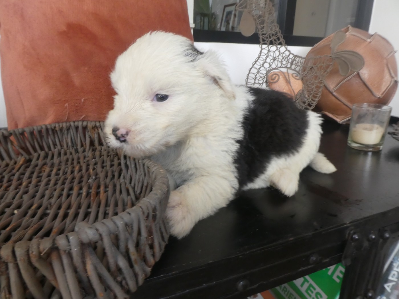 of Mary People - Chiots disponibles - Bobtail