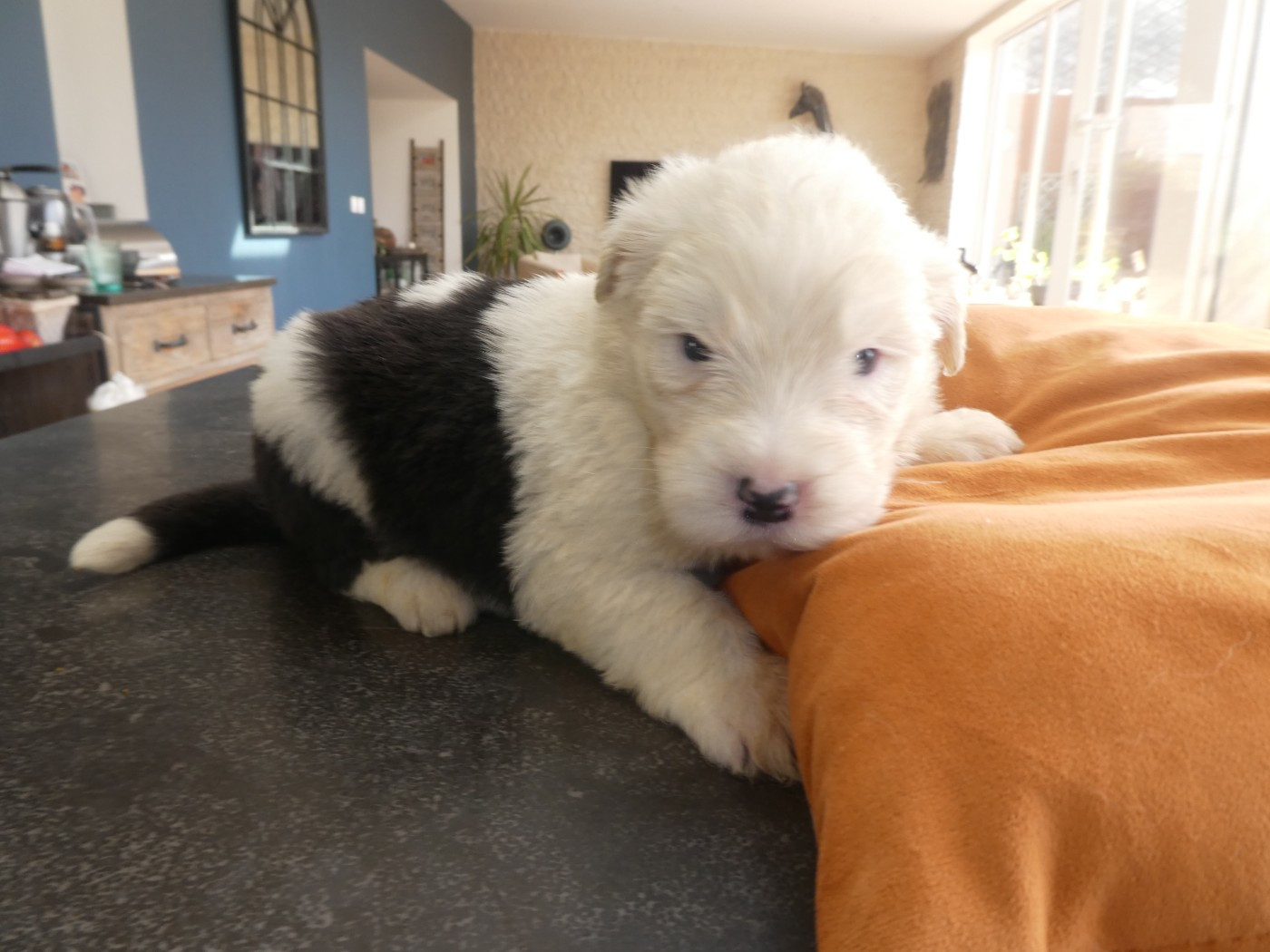 of Mary People - Chiots disponibles - Bobtail