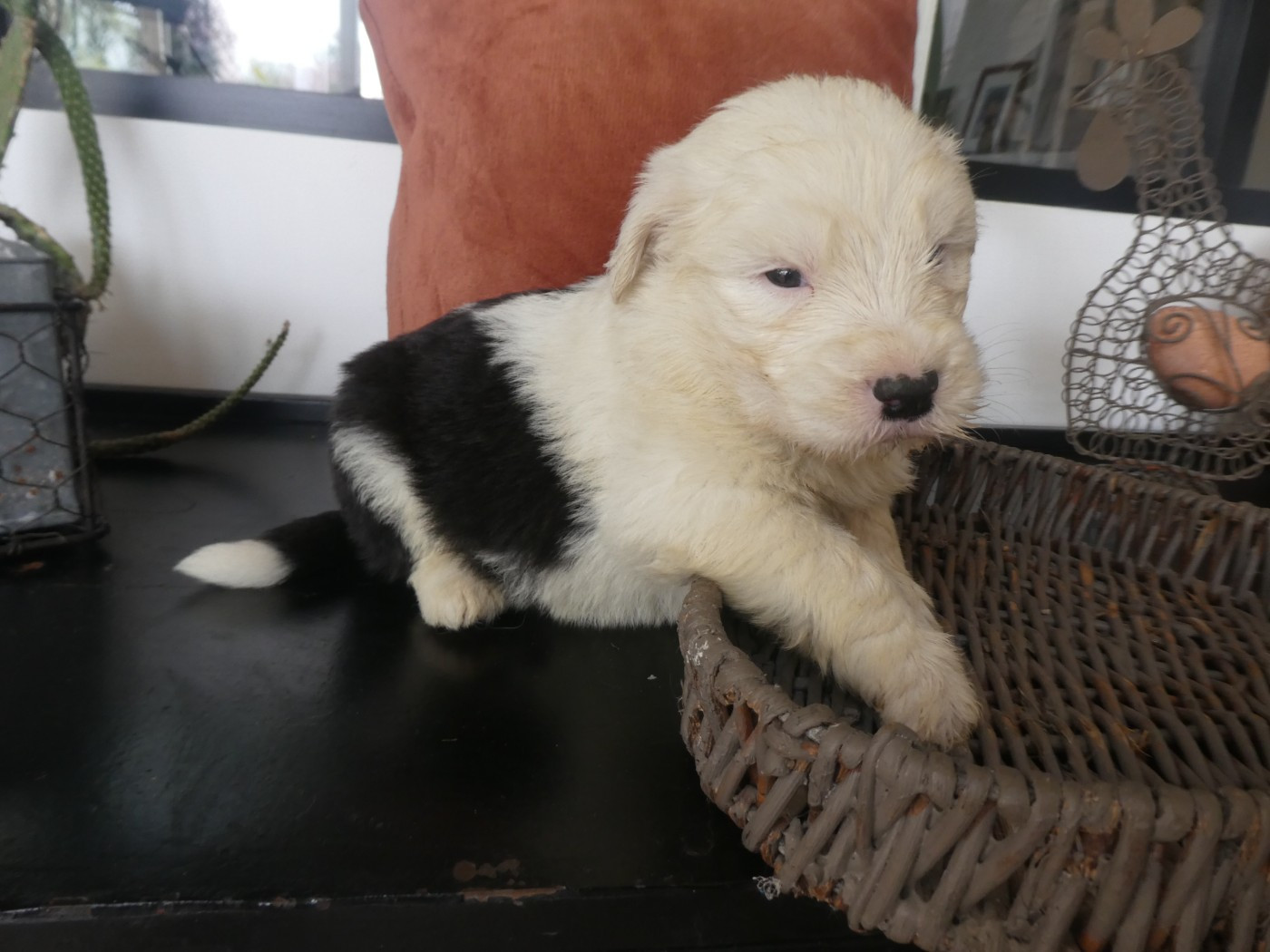 of Mary People - Chiots disponibles - Bobtail