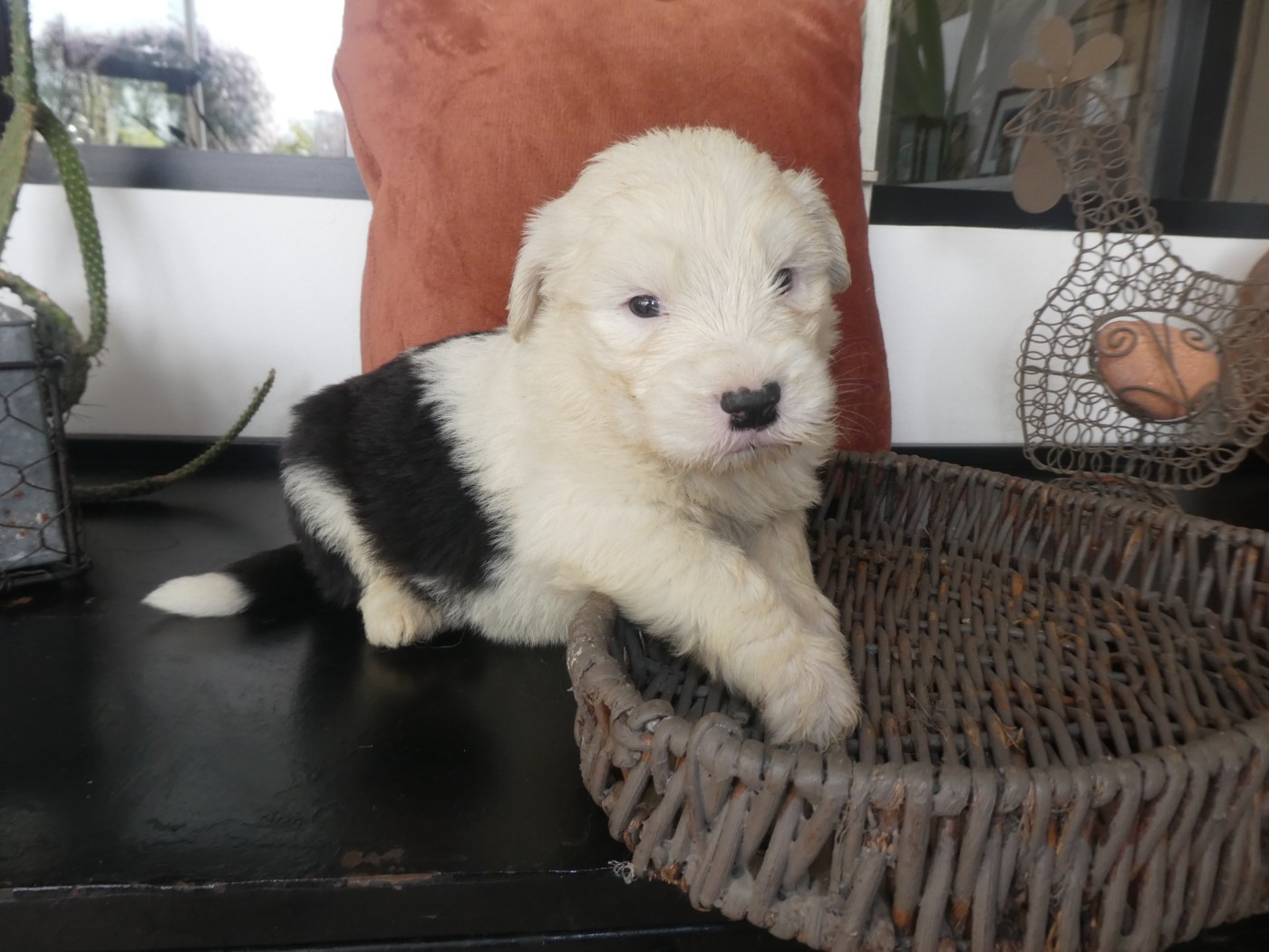 of Mary People - Chiots disponibles - Bobtail