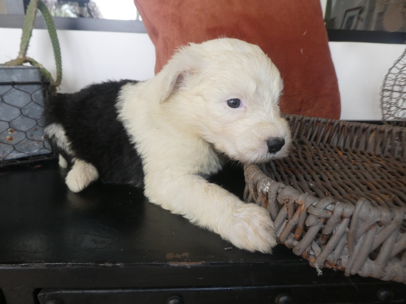 of Mary People - Chiots disponibles - Bobtail