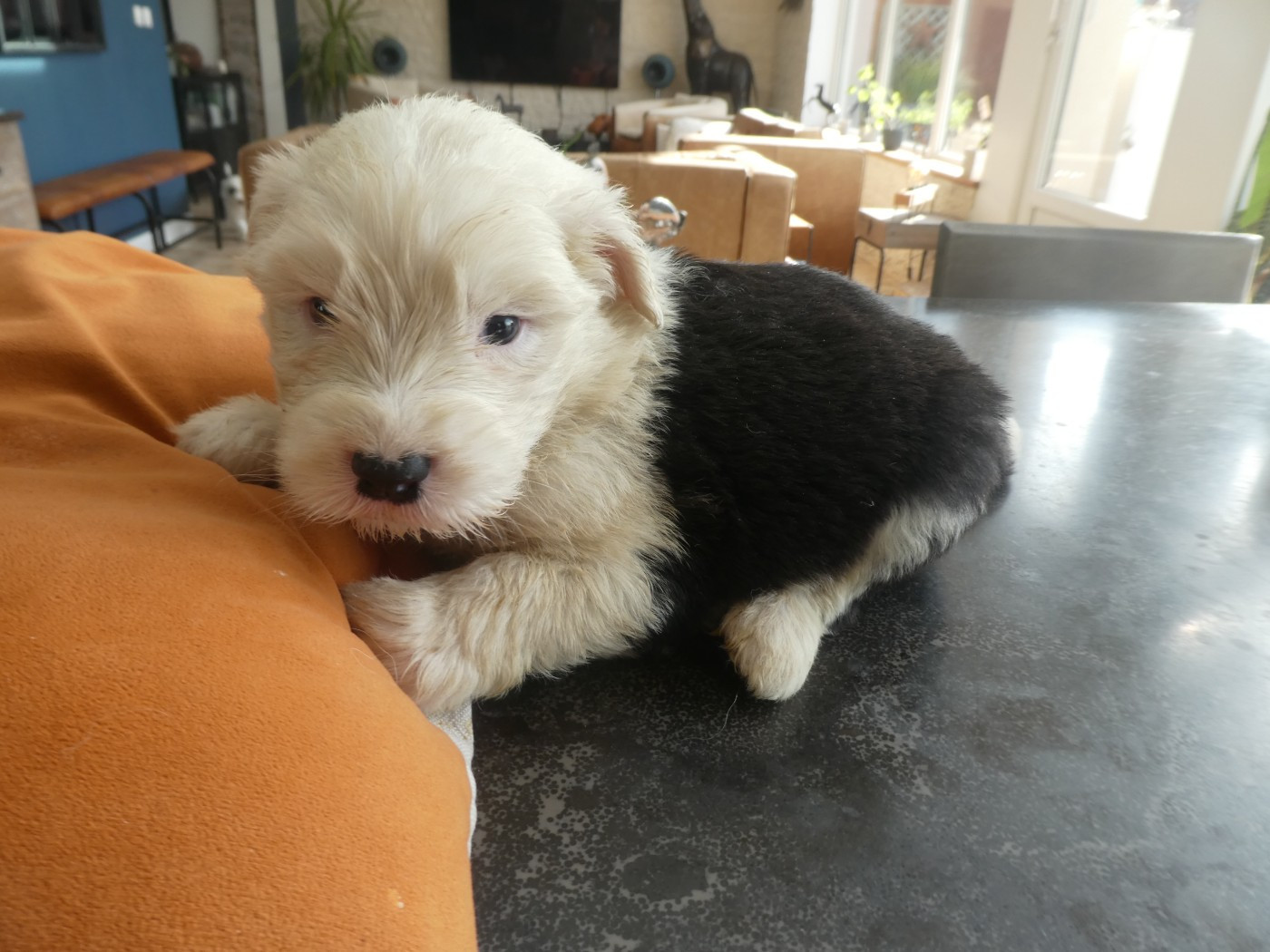 of Mary People - Chiots disponibles - Bobtail