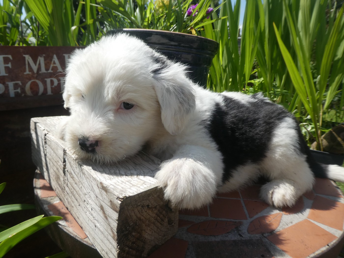 of Mary People - Chiots disponibles - Bobtail