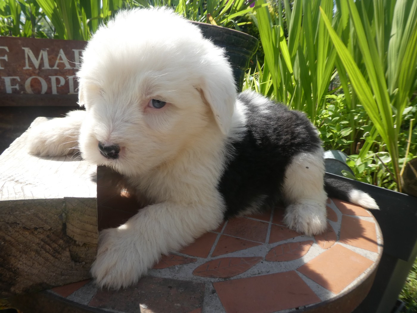 of Mary People - Chiots disponibles - Bobtail