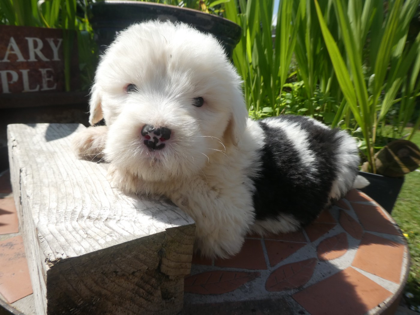 of Mary People - Chiots disponibles - Bobtail