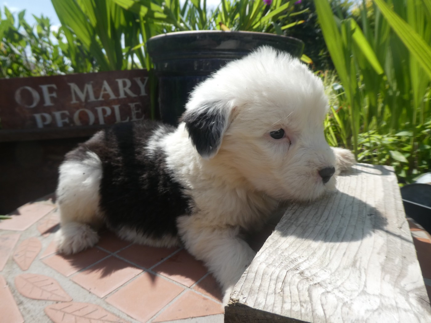 of Mary People - Chiots disponibles - Bobtail