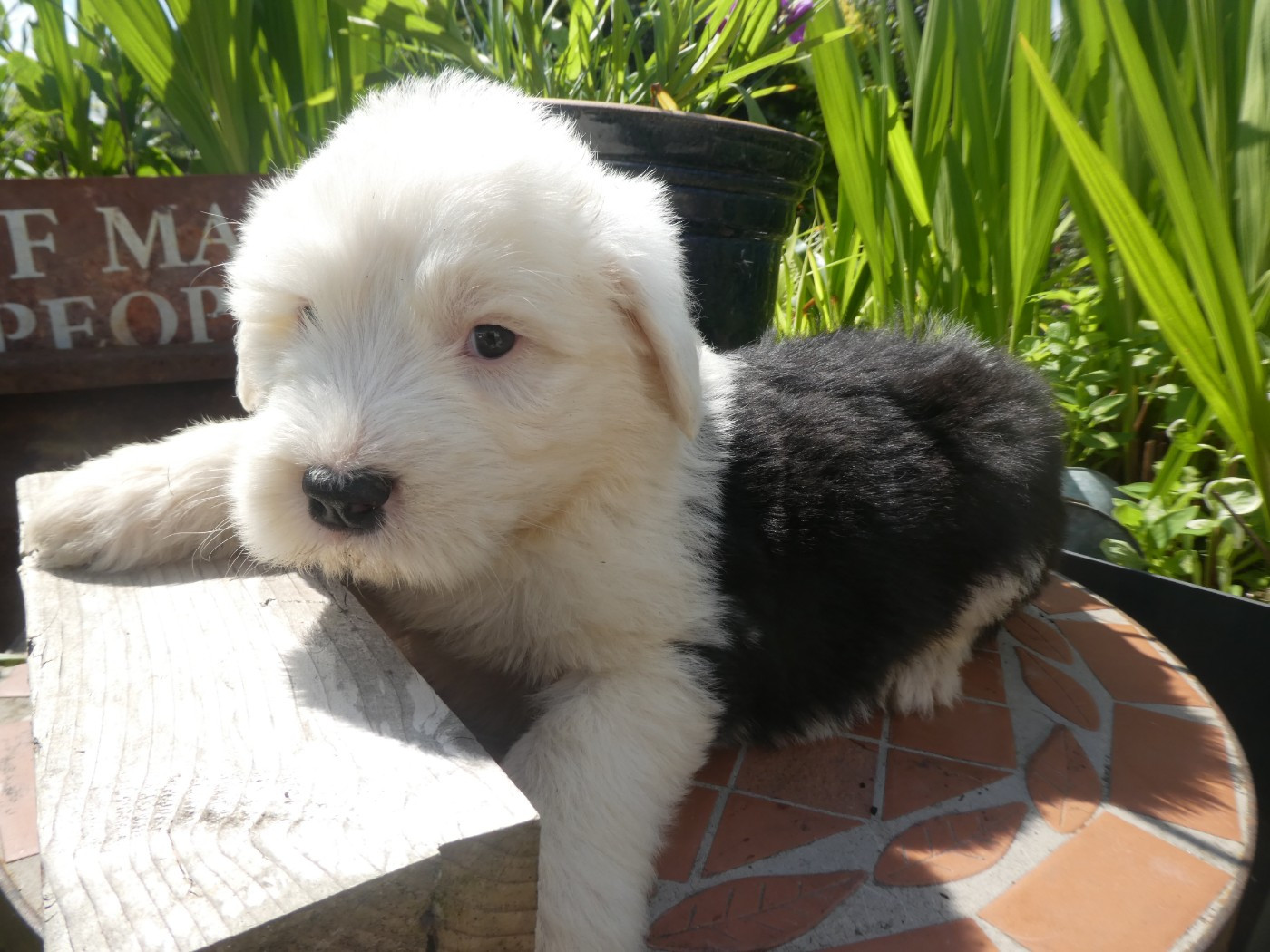 of Mary People - Chiots disponibles - Bobtail