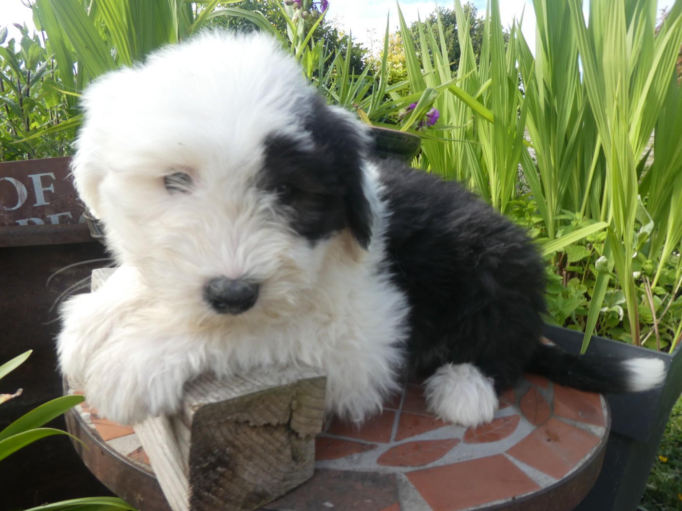 of Mary People - Chiots disponibles - Bobtail