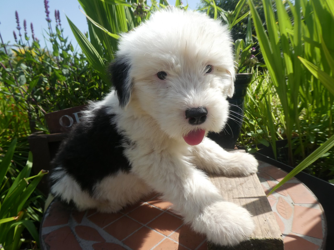 of Mary People - Chiots disponibles - Bobtail