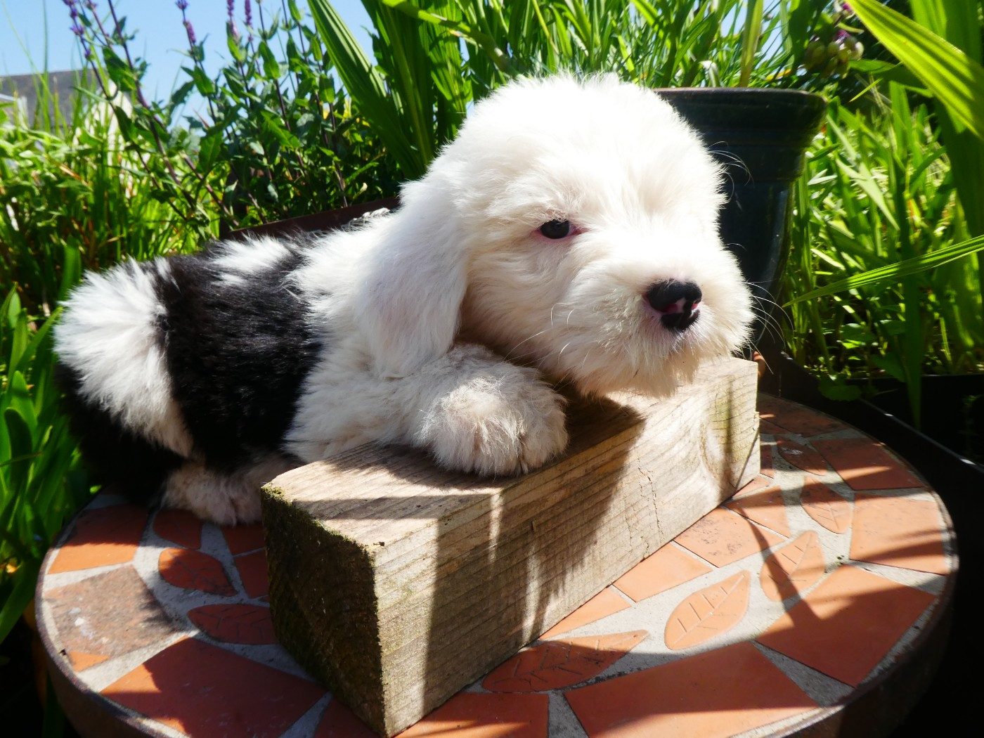 of Mary People - Chiots disponibles - Bobtail