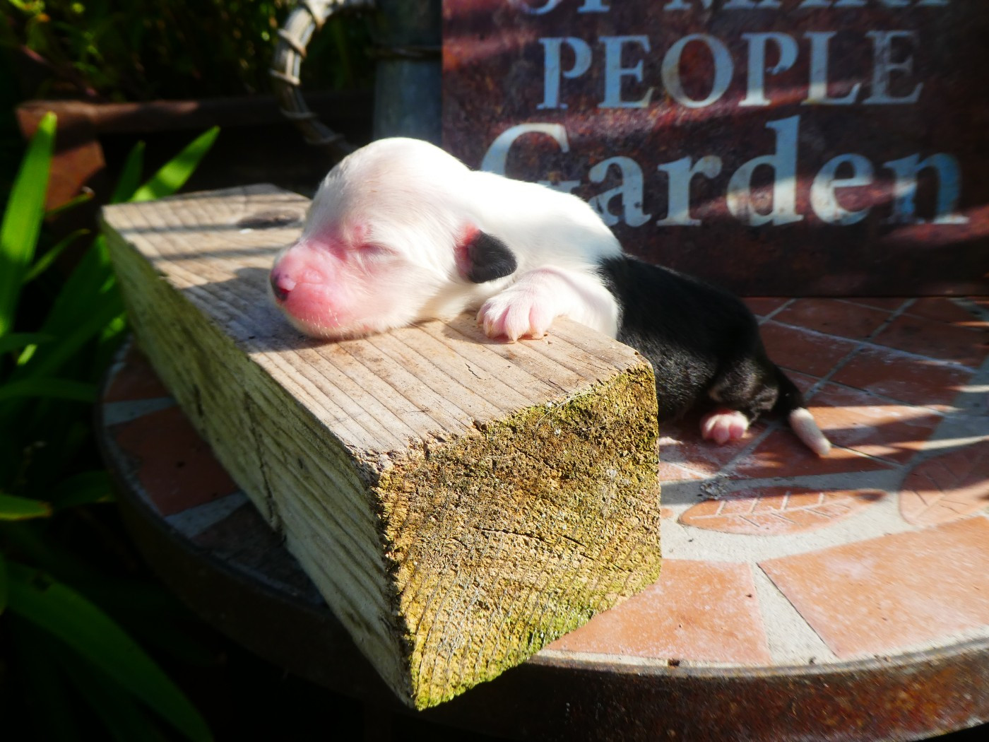 of Mary People - Chiots disponibles - Bobtail