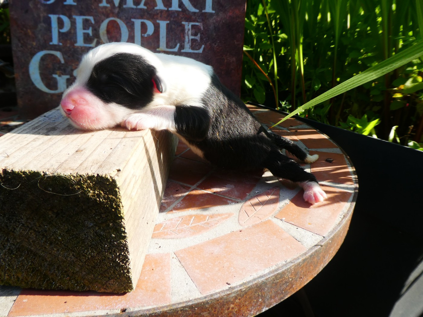 of Mary People - Chiots disponibles - Bobtail