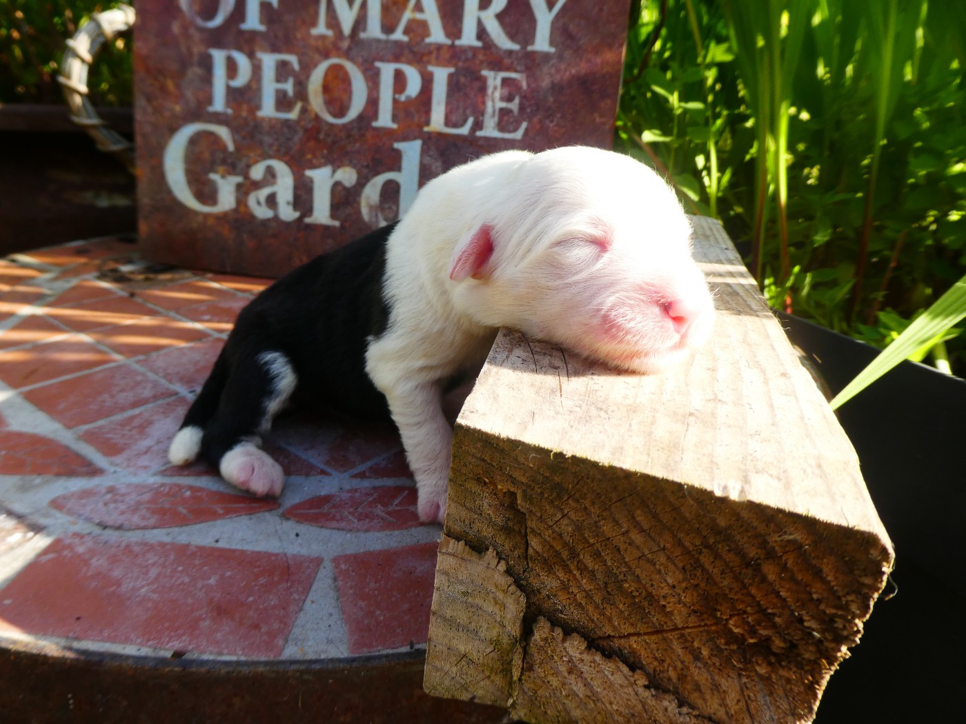of Mary People - Chiots disponibles - Bobtail