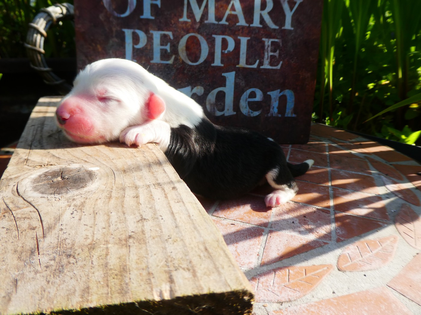 of Mary People - Chiots disponibles - Bobtail
