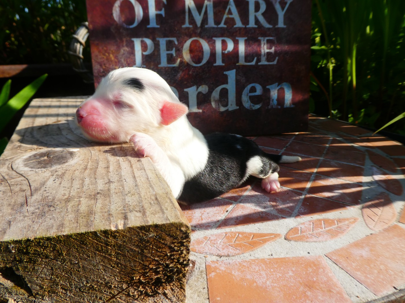 of Mary People - Chiots disponibles - Bobtail